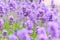 Lavender fields in close up detail, wild purple lavender flowers growing outside