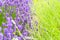 Lavender fields in close up detail, wild purple lavender flowers growing outside