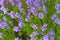 Lavender fields in close up detail, wild purple lavender flowers growing outside