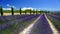 Lavender fields and cypress trees