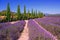 Lavender fields and cypress trees in Provence, France