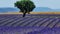 Lavender fields and a green tree