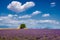Lavender fields in the heart of Valensole, Southern France