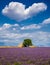 Lavender fields in the heart of Valensole, Southern France