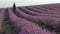 Lavender Fields Herb Farm. A farmer in a blooming purple lavender field. Industrial cultivation. Rural landscape