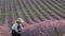 Lavender Fields Herb Farm. A woman farmer in a field checks the bushes of flowering lavender