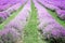 Lavender fields in Italy and italian rural landscape. Picturesque valley with violet rows of lavanda