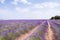 Lavender fields in La Alcarria, Spain