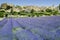 Lavender fields landscape hilltown provence france