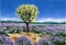 Lavender fields and lonely tree