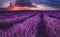 Lavender fields. Magnificent image of lavender field. Summer sunset landscape, contrasting colors. Dark clouds, dramatic sunset