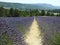 Lavender Fields and Mountains
