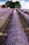 Lavender fields near Sault, Provence