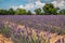 Lavender fields near Valensole in Provence, France. Rows of purple flowers. Famous, popular destination and place for tourists