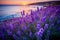 Lavender Fields by the Ocean