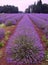 Lavender a Fields of Oregon