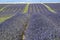 Lavender fields, Plateau de Valensole, France