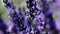 Lavender fields of Provence, close-up view