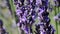 Lavender fields of Provence, close-up view