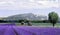 Lavender fields provence franc
