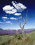 Lavender fields provence france