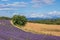 Lavender fields in Provence, France