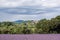 Lavender fields in Provence, France