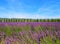 Lavender fields in Provence, wonderful summer landscape in France