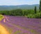 Lavender fields in Provence, wonderful summer landscape in France