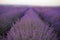 Lavender Fields. Rows Of Lavender Plants Blossoming