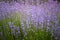 Lavender Fields. Rows Of Lavender Plants Blossoming In A Farm.