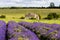 Lavender fields and rural farmland