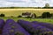 Lavender fields and rural farmland in England