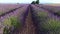 Lavender fields seen from drone