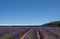 Lavender fields at Snowshill, Cotswolds England UK