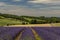 Lavender fields at Snowshill, Cotswolds Gloucestershire England UK