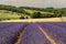 Lavender fields at Snowshill, Cotswolds Gloucestershire England UK