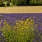 Lavender fields at Snowshill, Cotswolds Gloucestershire England UK