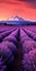 Lavender Fields: A Stunning Symphony Of Colors And Serene Mountain Views