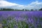 Lavender fields in summer