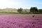 Lavender fields with sunlight and blue sky in Corinaldo Italy