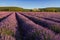 Lavender fields at sunrise with the village of Banon in summer. Alpes-de-Hautes-Provence, France