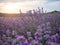 Lavender fields on sunset near Stara Zagora, Bulgaria. Romantic sunset over lavender fields.