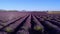 The lavender fields of Valensole Provence in France