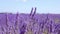 The lavender fields of Valensole Provence in France