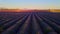 The lavender fields of Valensole Provence in France