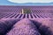 Lavender fields in Valensole with stone house in Summer. Alpes-de-Haute-Provence, France