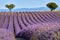 Lavender fields of Valensole in Summer. Alpes de Haute Provence, France