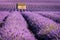 Lavender fields in Valensole at sunset with stone house in Summer. Alpes-de-Haute-Provence, France