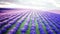 Lavender fields. Wonderfull sunrise. Realistic 4k animation.